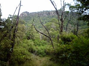 Cliff on Mount Keira