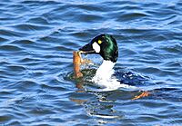 Common Goldeneye with Northern Crayfish on Seedskadee NWR (24188167270)