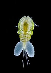 Copépodo campo oscuro