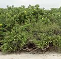 Cordia lutea 150521