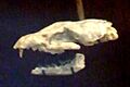 Cormocyon leptodus