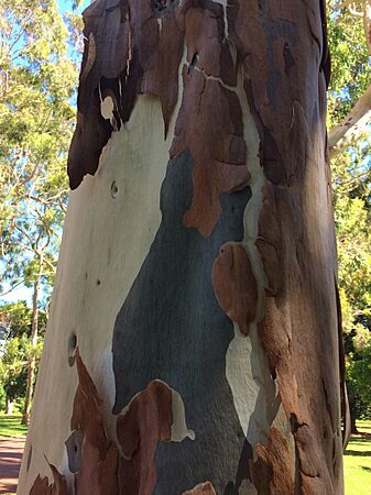 Corymbia citriodora - shedding bark 2