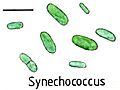Cyanobacteriaunicellularandcolonial020 Synechococcus