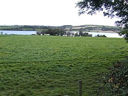 Dairy pasture by the River Lee - geograph.org.uk - 575226.jpg