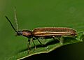 Denticollis.linearis.3