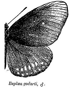 Derivative Euploea godarti