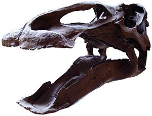 Edmontosaurus skull 7