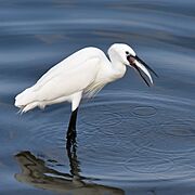 Egret Fish 3 Muttukadu TN Jan22 D72 22580
