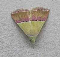 Eublemma anachoresis (Noctuidae, Eublemminae) P1010030