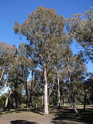 Eucalyptus bosistoana habit.jpg