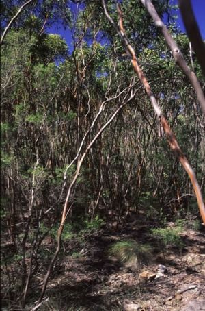 Eucalyptus castrensis.jpg