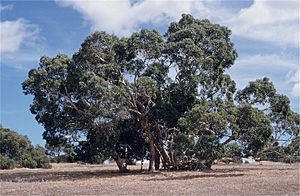 Eucalyptus fasciculosa habit.jpg