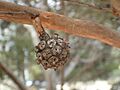 Eucalyptus mcquoidii fruit