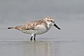 Eurynorhynchus pygmeus 2 - Pak Thale