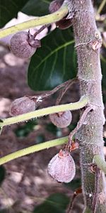 Ficus petiolaris - Fruits