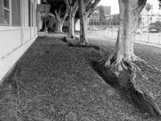 Ficus roots (University High School)
