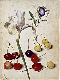 Georg Flegel - Spanish iris, morning glory, and cherries - Google Art Project