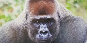 Gorille adulte avec dos argenté du sanctuaire de la Mefou