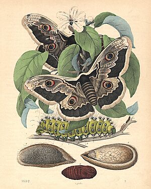 Great Peacock Moth