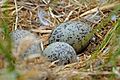 Gull (Larus) nest with eggs, Protection Island NWR, Jefferson County, Washington, USA