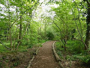 Gunton Wood 5