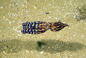 Hapalochlaena maculosa swimming