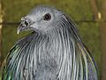 Head of Nicobar Pigeon