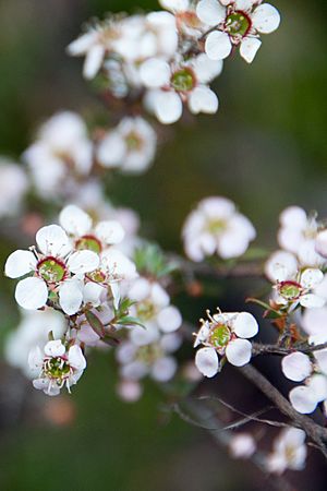 Heath tea-tree Leptospermum myrsinoides (8210275500).jpg