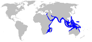 World map with blue shading around the periphery of the Indian Ocean, including through the Red Sea to the eastern extreme of the Mediterranean, and eastward to Indonesia and New Guinea, north to Taiwan and south to northern Australia