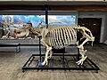 Hippopotamus Skeleton from SKELETONS Museum of Osteology