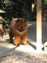 IMG 0382 - Chow Chow, front