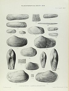 Illustration of Cretaceous Lamelliabranchia by Thomas Alfred Brock-Monograph of Palaeontographical Society-Vol63 1909 0239-Plate 35