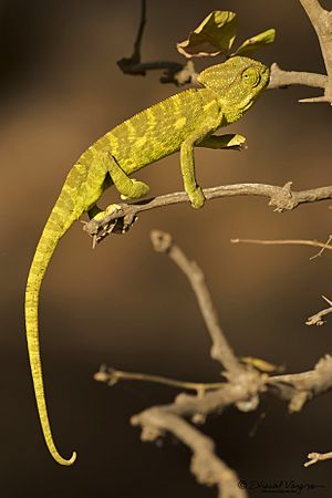 Indian chameleon at Gir