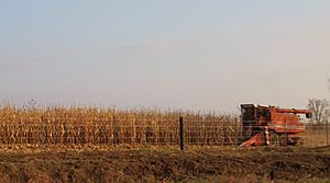 Iowa harvest 2009