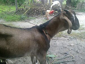 Jamnapari goat
