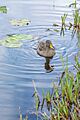 Juvenile Yellow-billed Duck Swimming