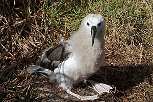 Juvenile Yellow-nosed albatross