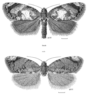 LEPI Tortricidae Philocryptica polypodii f+m.png
