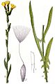 Lactuca saligna Sturm46