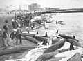 Las Pseudo Orcas de Mar del Plata 3 Playa Bristol