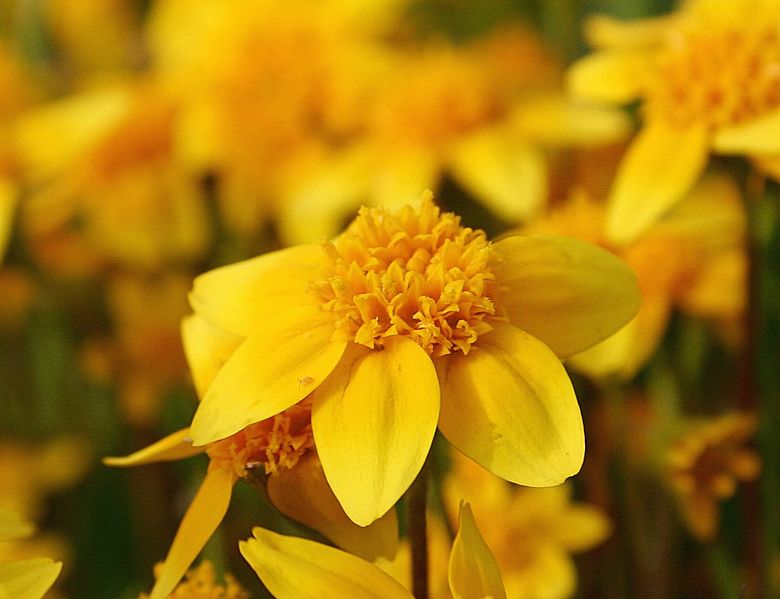 Lasthenia californica