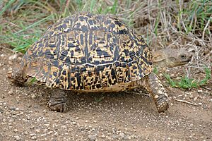 Leopard Tortoise (Stigmochelys pardalis) (17331907085).jpg