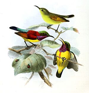 Leptocoma sperata juliae Keulemans