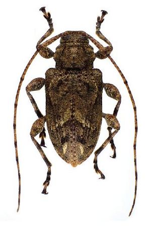 Leptostylopsis milleri.JPG