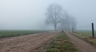 Lochemse Berg, bomen in de mist aan de Hoge Enk IMG 3165 2020-01-01 09.37