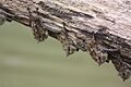 Long-nosed proboscis bats