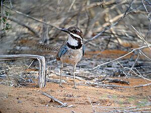 Long-tailed Ground-roller