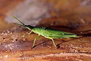Long nosed grasshopper (Atractomorpha similis).jpg