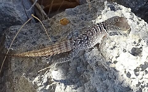 Madagascar Spiny Tailed Iguana