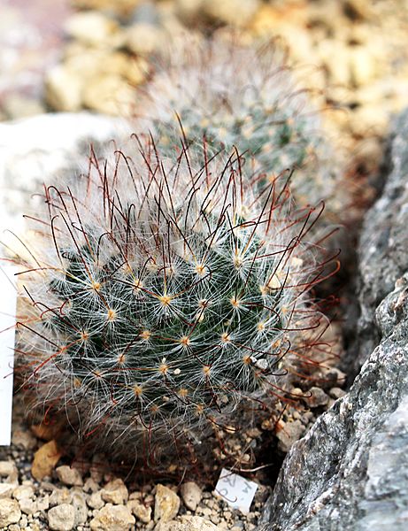 Mammillaria guelzowiana Prague 2011 1